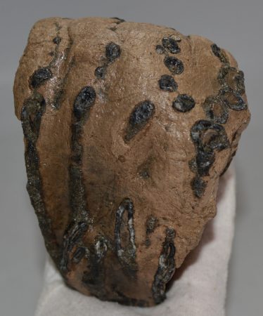 Mammuthus meridionalis részleges fog (1586 gramm)