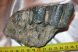 Mammuthus meridionalis tooth (570 gram) Southern mammoth molar
