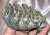 Mammuthus meridionalis tooth (570 gram) Southern mammoth molar