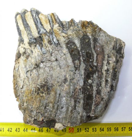 Mammuthus sp. upper tooth (989 grams)