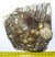 Mammuthus sp. felső fog (989 gramm)