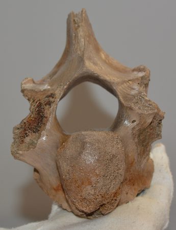 Bison priscus részleges csigolya csont