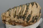 Mammuthus meridionalis tooth (2000 grams)