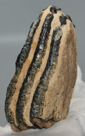 Mammuthus primigenius részleges fog (519 gramm) ELFOGYOTT (M) 06