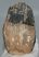 Mammuthus primigenius részleges fog (519 gramm) ELFOGYOTT (M) 06