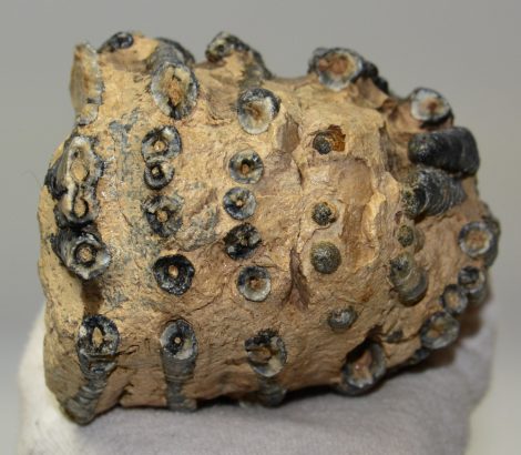 Mammuthus meridionalis részleges fog (1036 gramm)