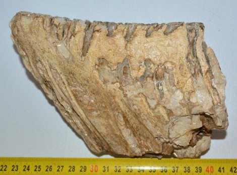 Mammuthus primigenius részleges fog (1533 gramm) ELFOGYOTT (R) 05