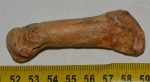 Ursus spelaeus metapodium csont (72,5 mm)
