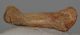 Ursus spelaeus metapodium csont (72,5 mm)