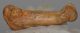 Ursus spelaeus metapodium csont (72,5 mm)