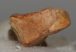 Ursus spelaeus metapodium csont (72,5 mm)