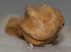 Ursus spelaeus metapodium csont (72,5 mm)