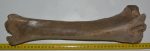 Equus sp. ló tibia csont  (392 mm)