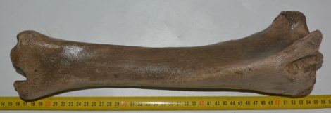 Equus sp. ló tibia csont  (392 mm)
