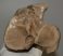 Equus sp. ló tibia csont  (392 mm)