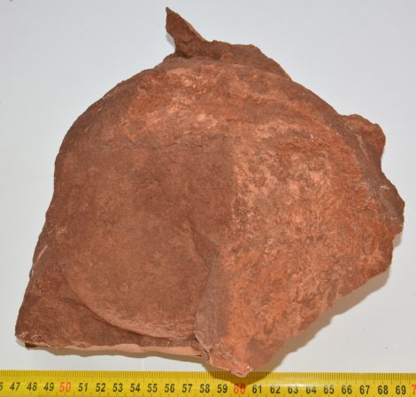 Phylloceras ammonite from Tardos (3786 grams)
