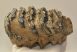 Mammuthus meridionalis fog ( 1 Kg ) Mammuthus meridionalis fog ( 1 Kg )