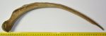 Mammuthus primigenius partial rib bone (438 mm) SOLD (A) 05