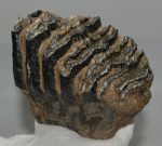 Mammuthus meridionalis részleges fog (900 gramm)