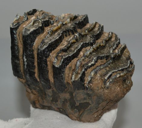Mammuthus meridionalis partial tooth (900 grams)