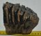 Mammuthus meridionalis partial tooth (900 grams)
