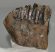 Mammuthus meridionalis partial tooth (900 grams)