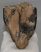 Mammuthus meridionalis partial tooth (900 grams)