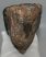 Mammuthus meridionalis partial tooth (900 grams)