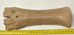 Bison priscus metacarpus csont (249 mm)