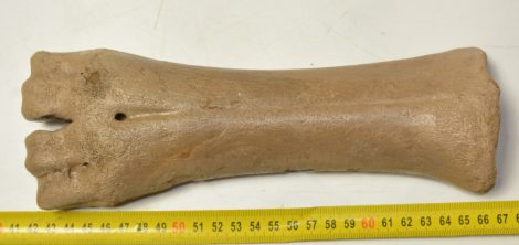 Bison priscus metacarpus csont (249 mm)