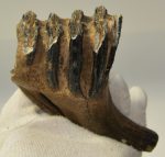   Elephas antiquus partial tooth (491 grams) Palaeoloxodon antiquus