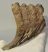 Elephas antiquus partial tooth (491 grams) Palaeoloxodon antiquus