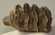 Elephas antiquus partial tooth (491 grams) Palaeoloxodon antiquus