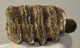 Elephas antiquus partial tooth (491 grams) Palaeoloxodon antiquus