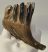Elephas antiquus partial tooth (491 grams) Palaeoloxodon antiquus
