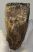 Elephas antiquus partial tooth (491 grams) Palaeoloxodon antiquus