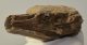 Elephas antiquus partial tooth (491 grams) Palaeoloxodon antiquus