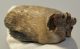 Elephas antiquus partial tooth (491 grams) Palaeoloxodon antiquus