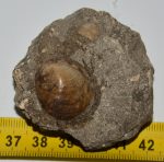 Velates schmideli csiga kövület kőzetben
