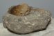 Velates schmideli csiga kövület kőzetben