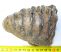 Mammuthus meridionalis részleges fog (613 gramm)