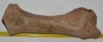 Rhinoceros radius bone (398 mm)