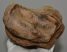 Rhinoceros radius bone (398 mm)