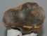 Rhinoceros radius bone (398 mm)
