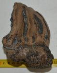 Mammuthus meridionalis részleges fog  (925 gramm)