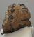 Mammuthus meridionalis részleges fog  (925 gramm)