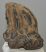 Mammuthus meridionalis részleges fog  (925 gramm)