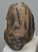 Mammuthus meridionalis részleges fog  (925 gramm)