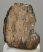 Mammuthus meridionalis részleges fog  (925 gramm)