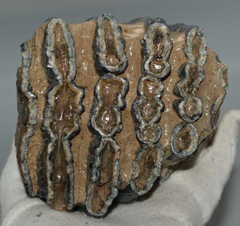 Mammuthus meridionalis partial tooth (1314 grams)